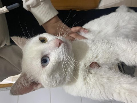 Ücretsiz 10 aylık erkek van kedisi