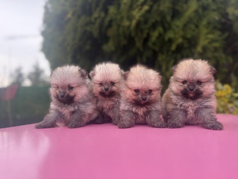 Pomeranian boo yavrularımız