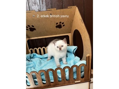 British shorthair yavru kediler