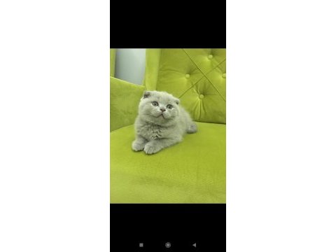 Scottish fold buzz rengi minnos