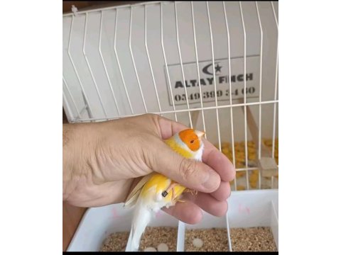 Lutino takım kuşlar