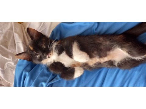 2 aylık bebek kedilere yuva olur musunuz
