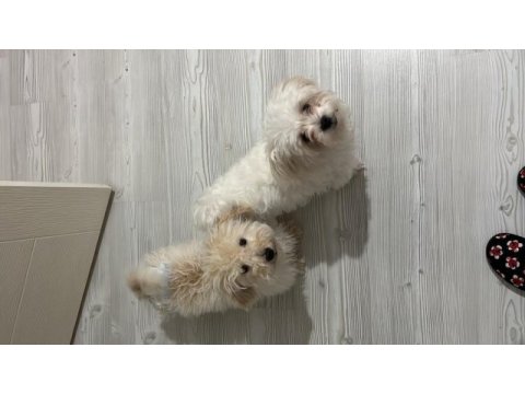 Küçük büyümeyen maltipoo bebekler
