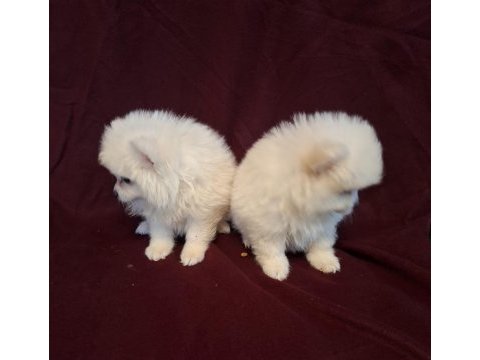 Yeni evlerine gitmeye hazır köpekler