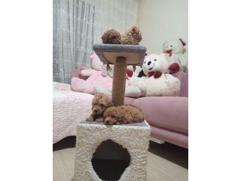 Toy poodle yavrular