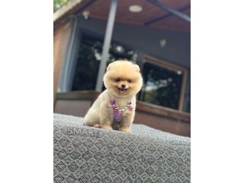 Pomeranian boo yavrumuz