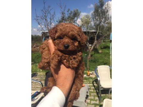 Ev ortamında doğan büyüyen a kalite toy poodle