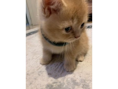 Evdeki kedi fazlalığından acil sahiplendirme