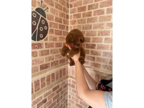 Red toy poodle