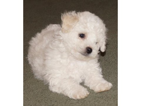 Ruhsatlı çiftlikten bichon frise yavrular