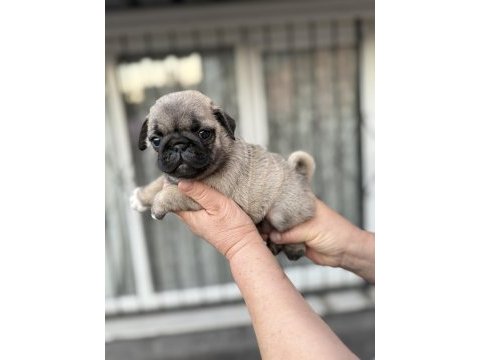 Pug mops yavru köpekler