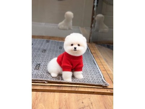 Sağlık ve ırk garantili pomeranian