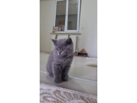 Sahiplendirme british shorthair