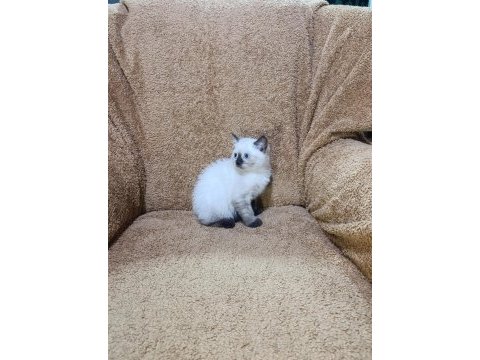 British shorthair çikolata point kızımız