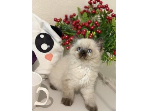 Safkan ragdoll