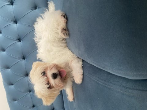Dişi 5 aylık maltipoo yavru