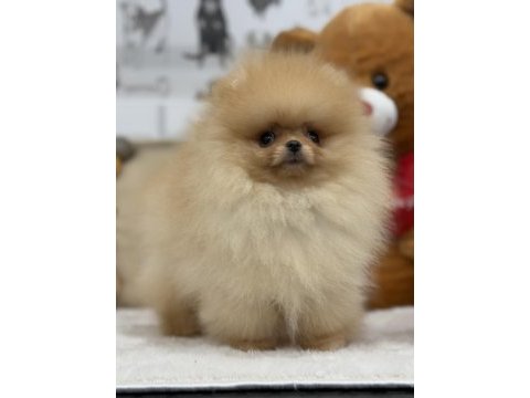 Show kalite üst düzey pomeranian boo