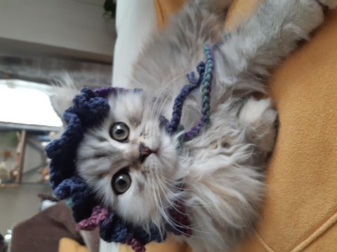 Chinchilla kedilerim yeni yuvasını arıyor