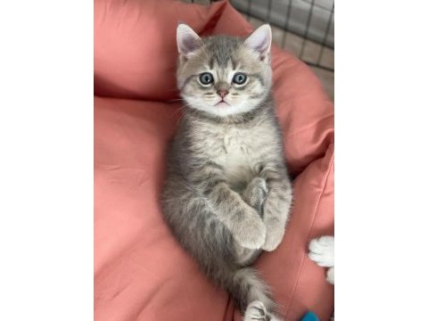 Acil sahiplendirme british shorthair