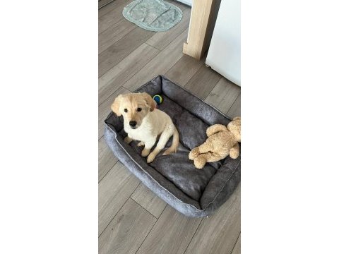 Golden retriever luna kızımızı sahiplendiriyoruz