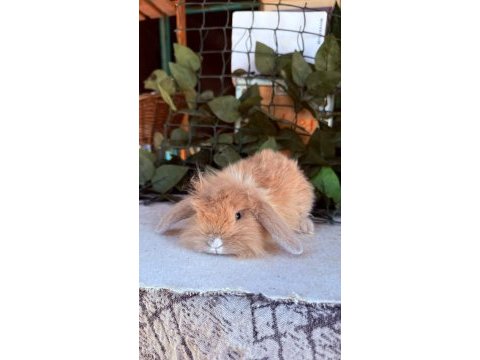 Hollanda lop ve cüce tavşan yavruları