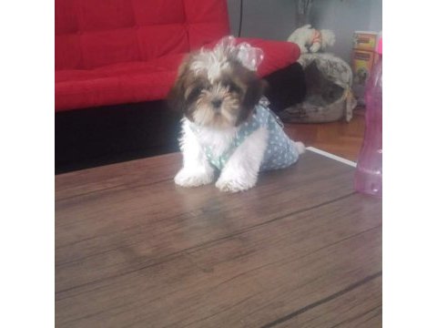 Shih tzu yavruları 0_3 aylık