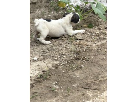 Dişi french bulldog yavrusu