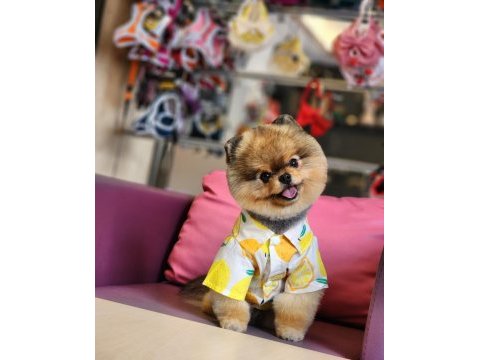 13 aylık efsane mini erkek pomeranian eğitimli