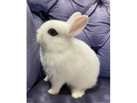 Harika kalite cüce ve mini lop tavşanı bebekler