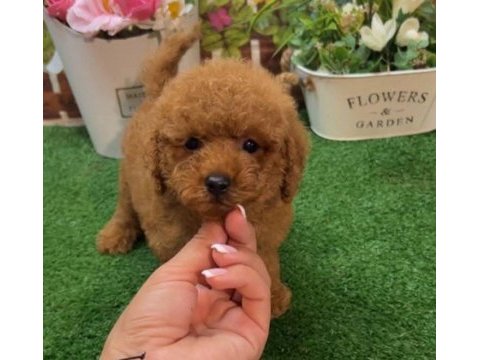 Toy poodle yavrularımız