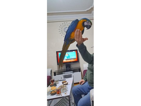 Bebek macaw açıklamayı okuyunuz