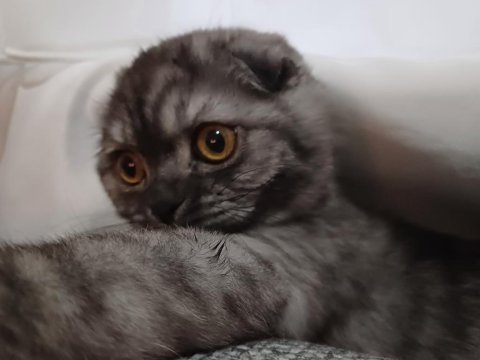 Çok akıllı cana yakın oyuncu kedimiz