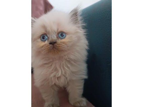 Blue point british longhair oğlumuz