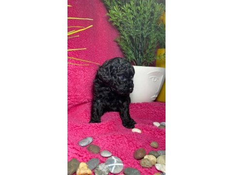 Poodle akademi siyah köpekler