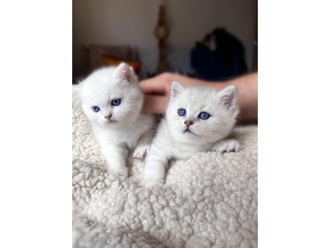 Safkan british shorthair lynx point