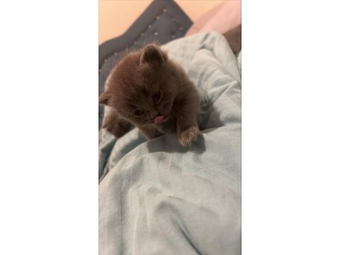 Scottish fold yavrular
