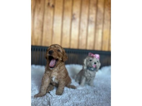 Bebeklerimiz yeni yuvalarını arıyor toy poodle