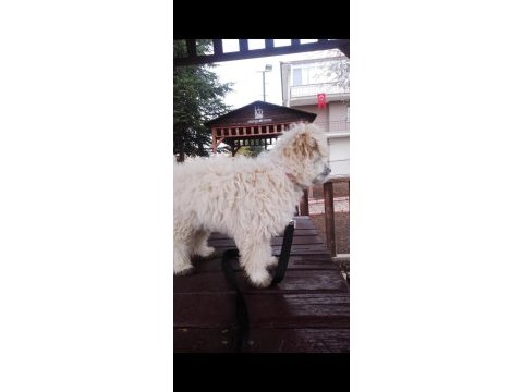 Erkek maltese terrier