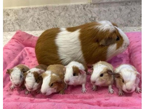 Her ırk ginepig yavrusu adrese teslim hizmetimiz vardır