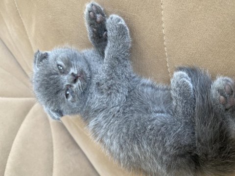 British shorthair yavrular