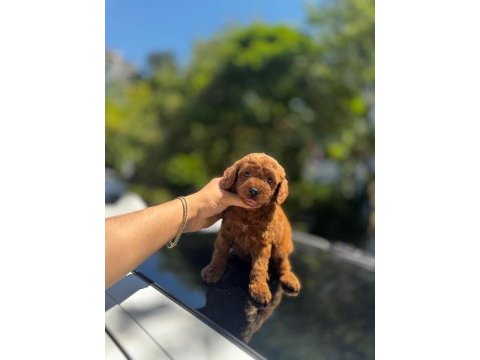 Şahane toy poddle(kütahya exuma pet center)