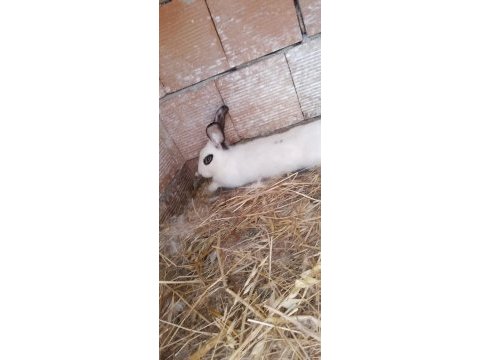 Cüce hotot tavşanı