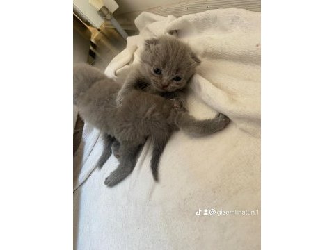Yeni scottish fold yavrularımıza sevgi dolu bir yuva