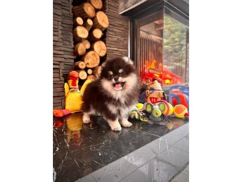 Eşsiz bir pomeranian için bizi aramadan karar vermeyn