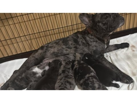 2.5 hafta sonra hazır olacak exotic french bulldog köpekler