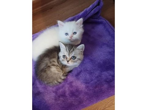 Chinchilla yavru kedimiz