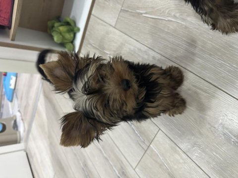 Orijinal erkek yorkshire terrier yavru