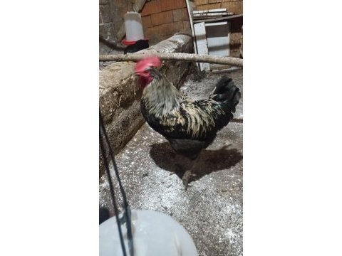 Köy horozu kes ye