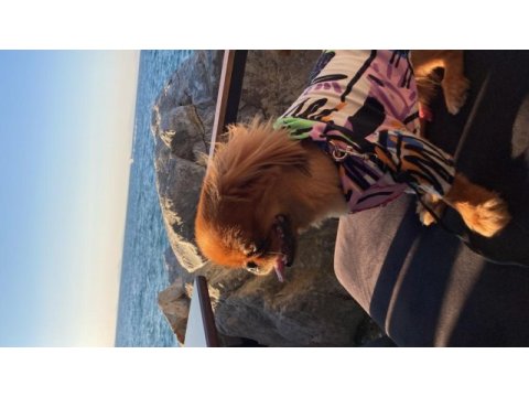 Pekinez köpek