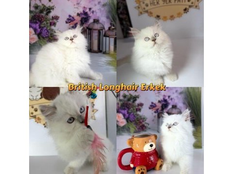 British longhair kedimiz